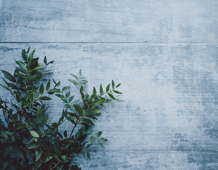 a concrete wall with a plant growing on the side of it